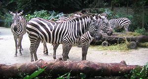 20050625-zoo6.jpg