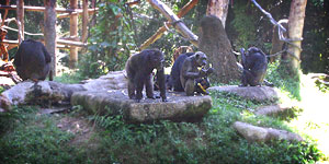 20050625-zoo8.jpg