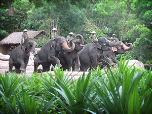 Elephants