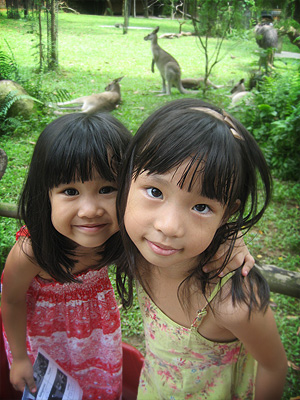 Kangaroos