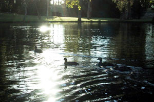 school pond